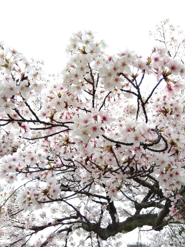 新年度　元気にスタート🎶